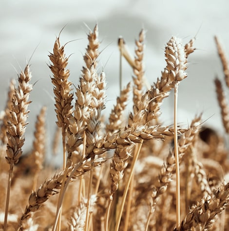 Modern wheat 01 min | Doves Farm | The Things We Mill